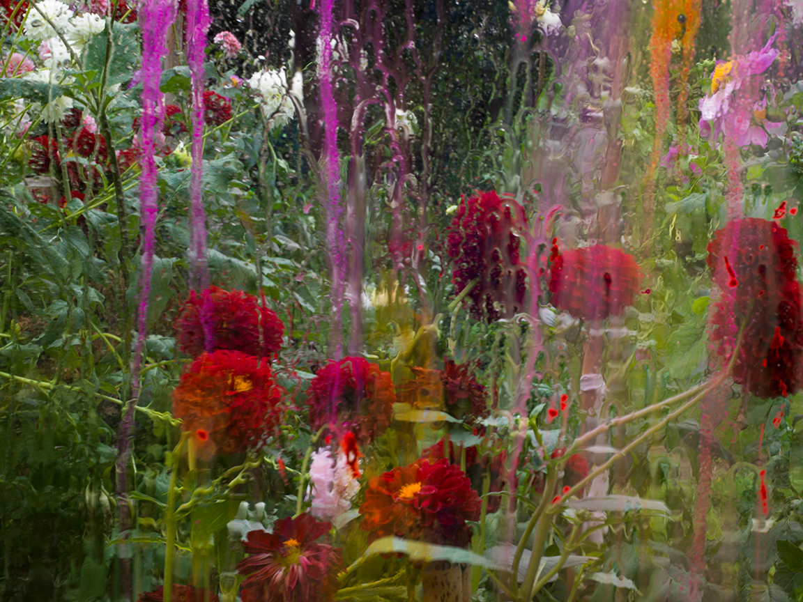 Dahlia Redfield, Château de Padiès, France, 2023