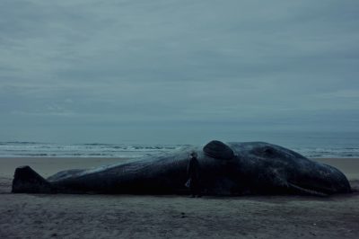 "Una Ballena", todo aquello que no vemos
